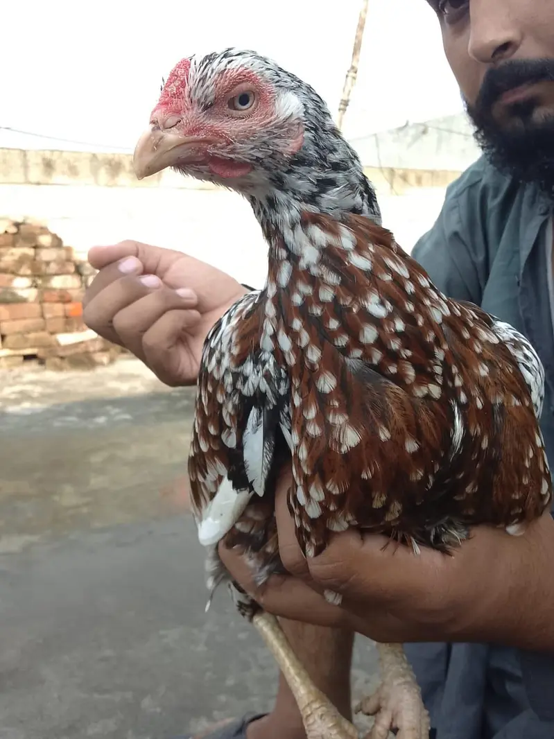 Breeder Miawali Asseel female — photo 2