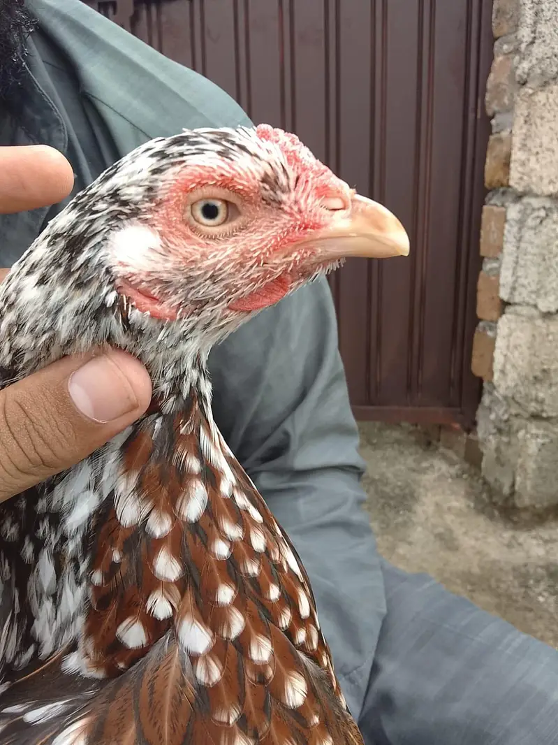 Breeder Miawali Asseel female — photo 3