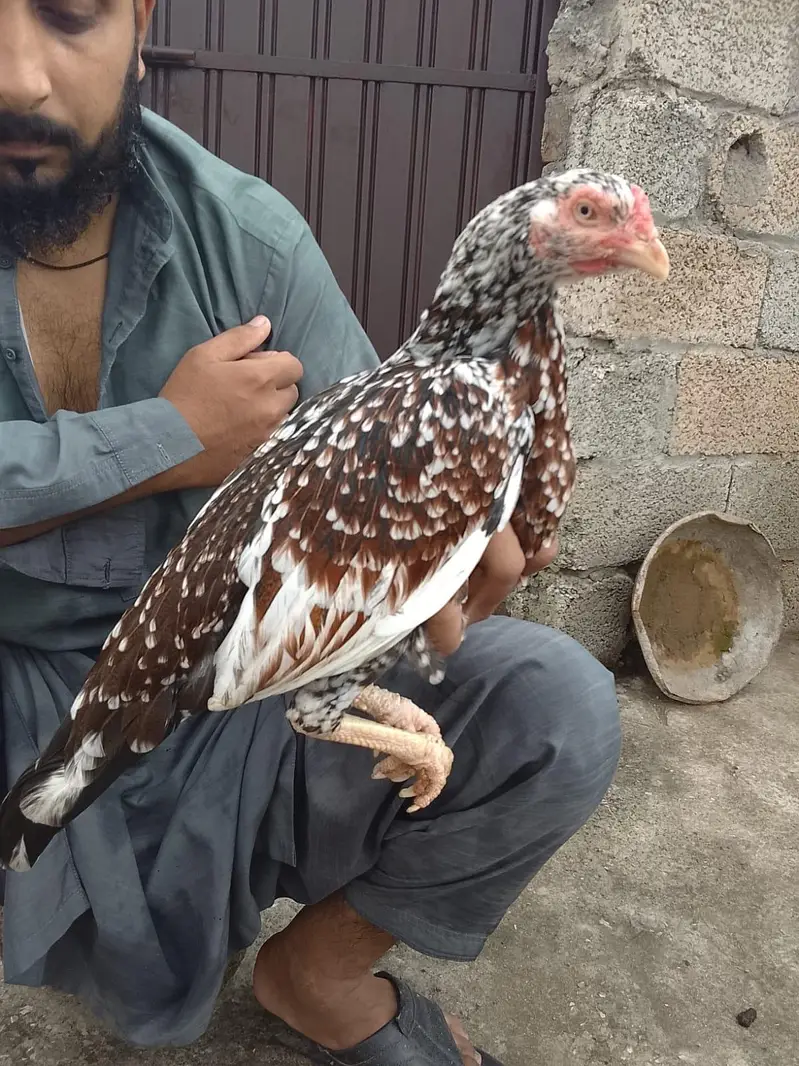 Breeder Miawali Asseel female — photo 4