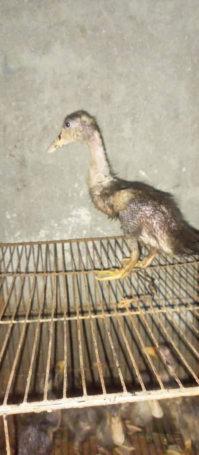Healthy 5 Ducks 