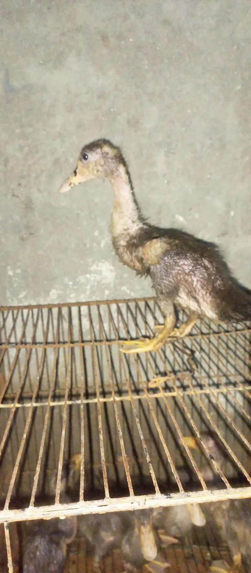 Healthy 5 Ducks 