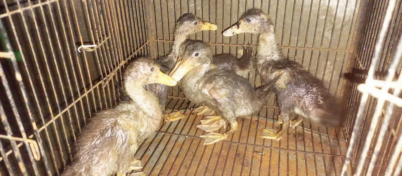 Healthy 5 Ducks  — photo 2