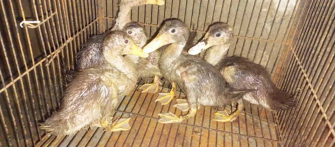 Healthy 5 Ducks  — photo 3