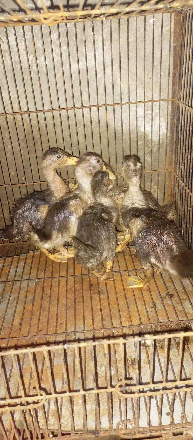 Healthy 5 Ducks  — photo 4