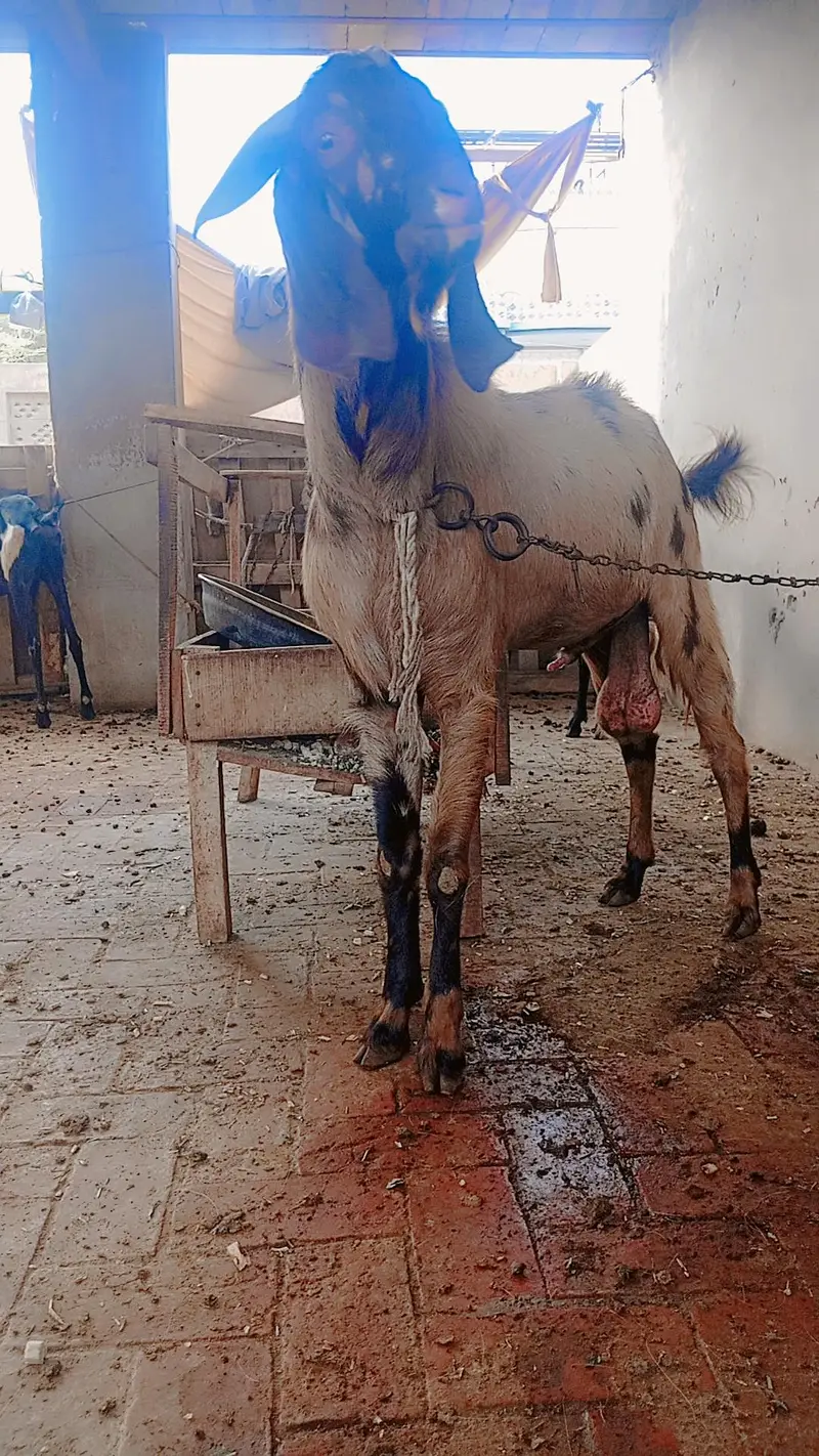 Male and female forsale active and healthy female 2 mounth ki pregnant
