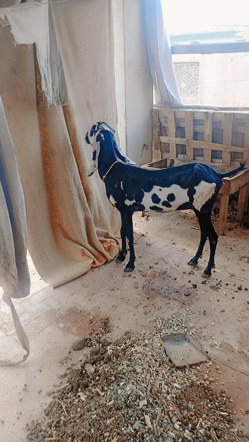 Male and female forsale active and healthy female 2 mounth ki pregnant — photo 2