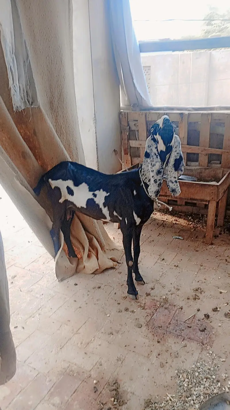 Male and female forsale active and healthy female 2 mounth ki pregnant — photo 3