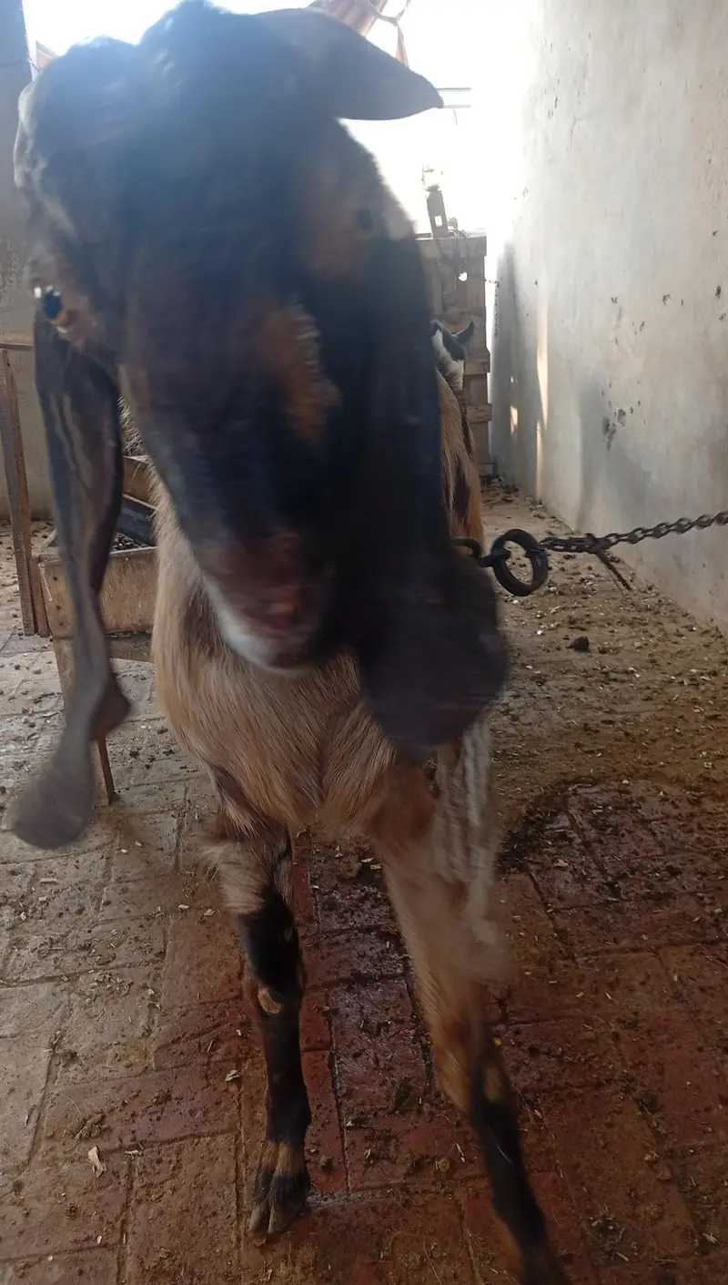Male and female forsale active and healthy female 2 mounth ki pregnant — photo 4