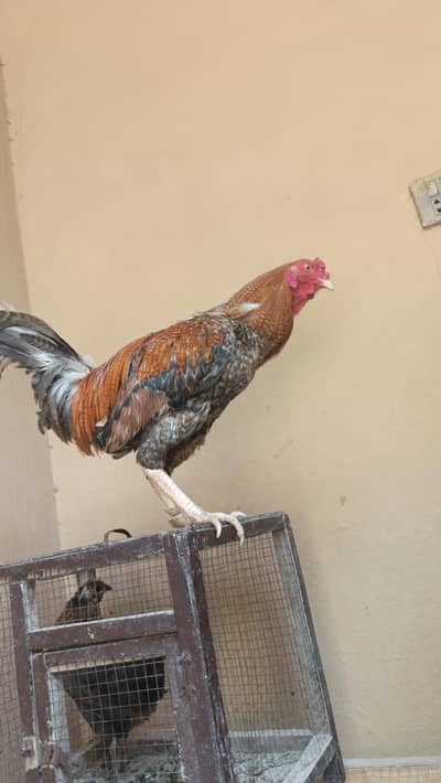 aseel