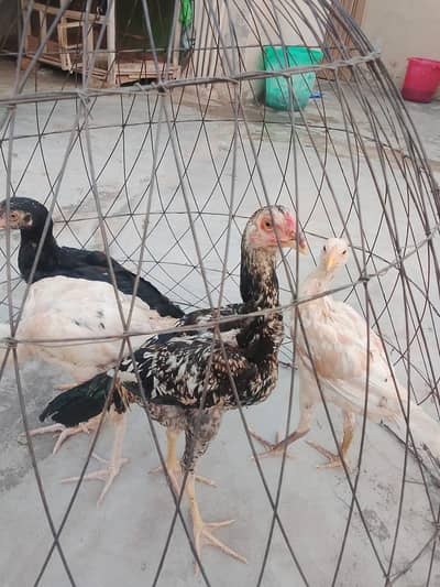 aseel pathy urgent for sale