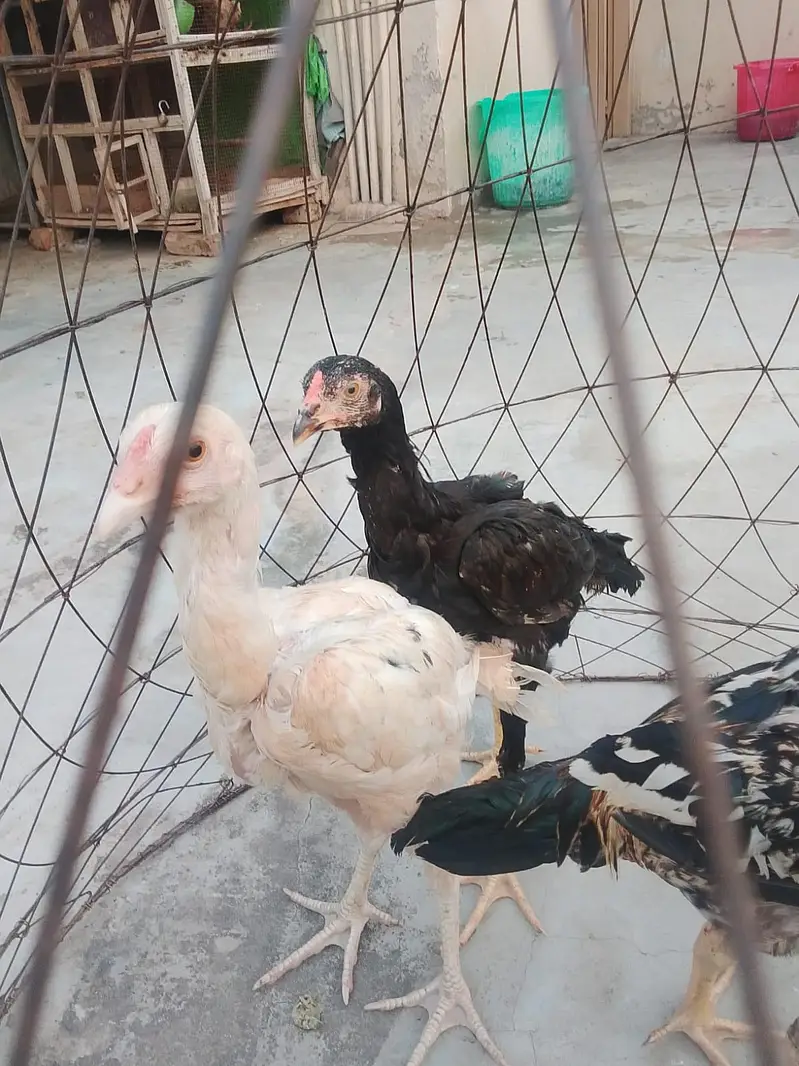 aseel pathy urgent for sale — photo 2