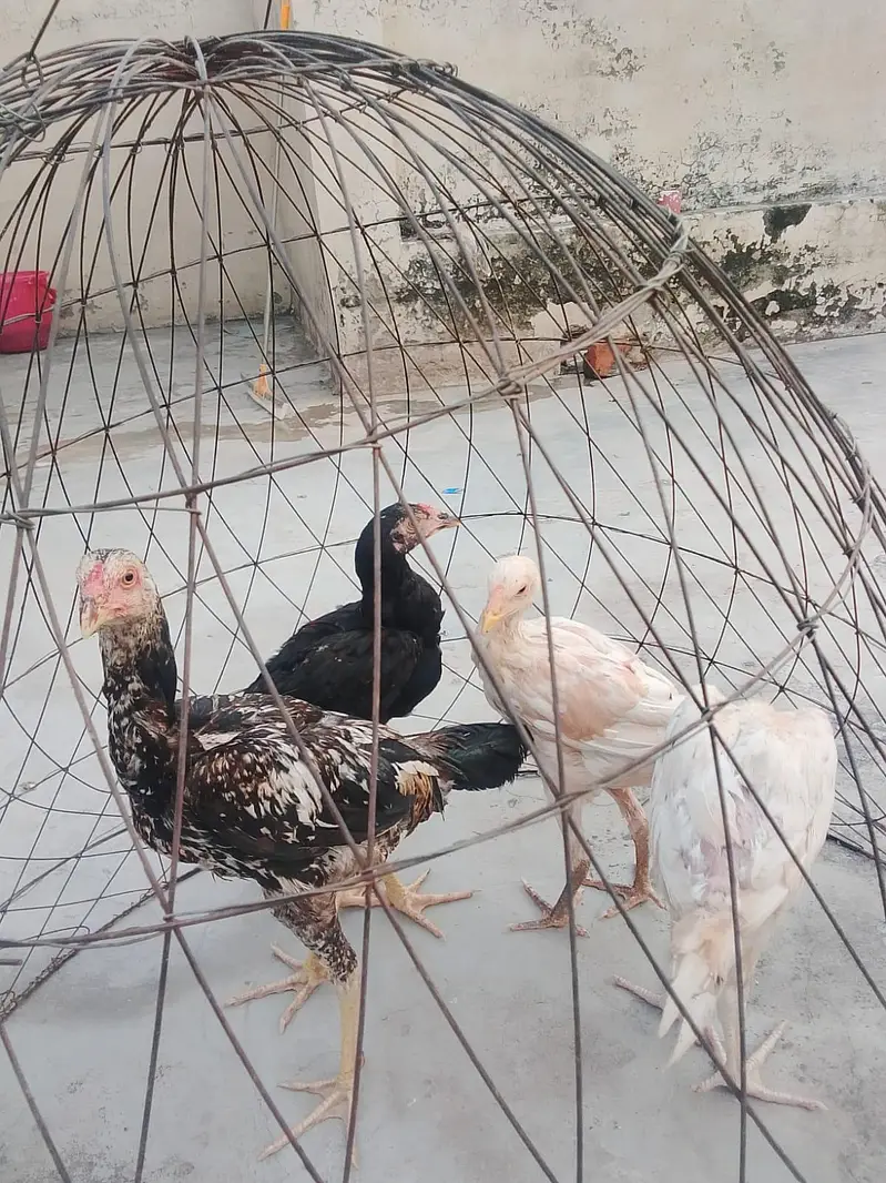 aseel pathy urgent for sale — photo 3