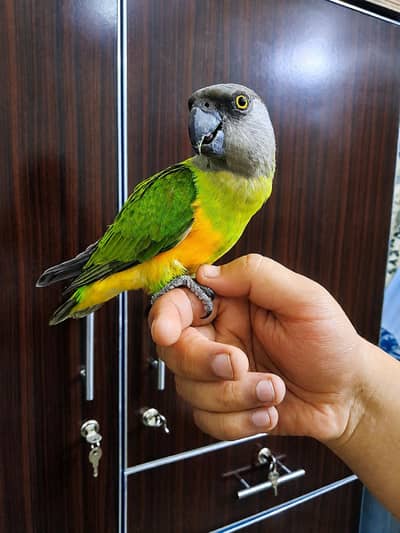 senegal non dna tamme peace 0 bite
