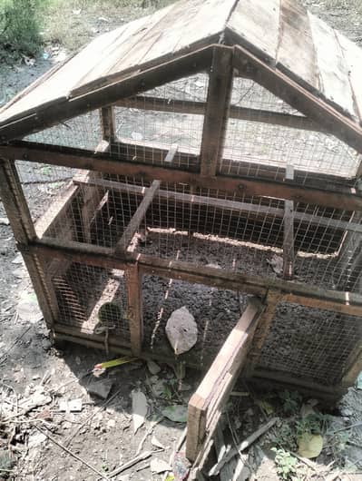 Cage Hens/ Parrot 