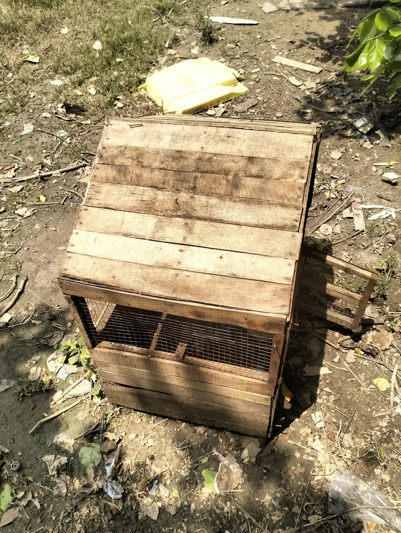 Cage Hens/ Parrot  — photo 2