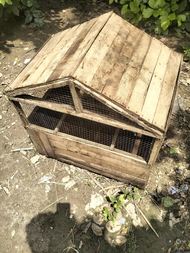 Cage Hens/ Parrot  — photo 3