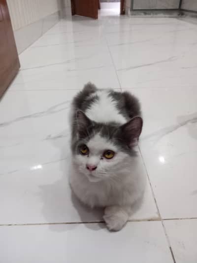 A cute, energetic, playful cat