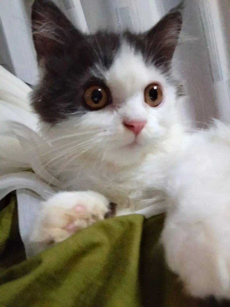 Persian cat that is double coated and white with grayish black,patches — photo 2