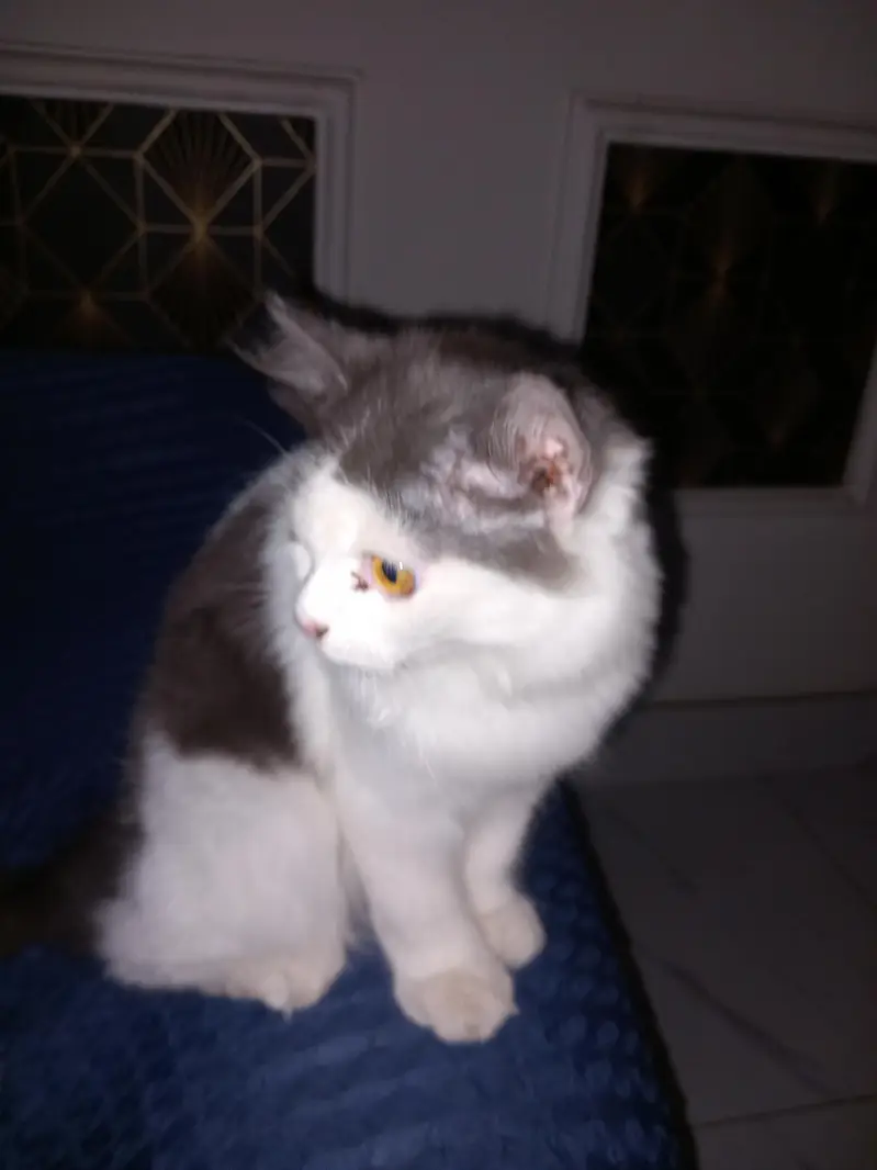 Persian cat that is double coated and white with grayish black,patches — photo 3