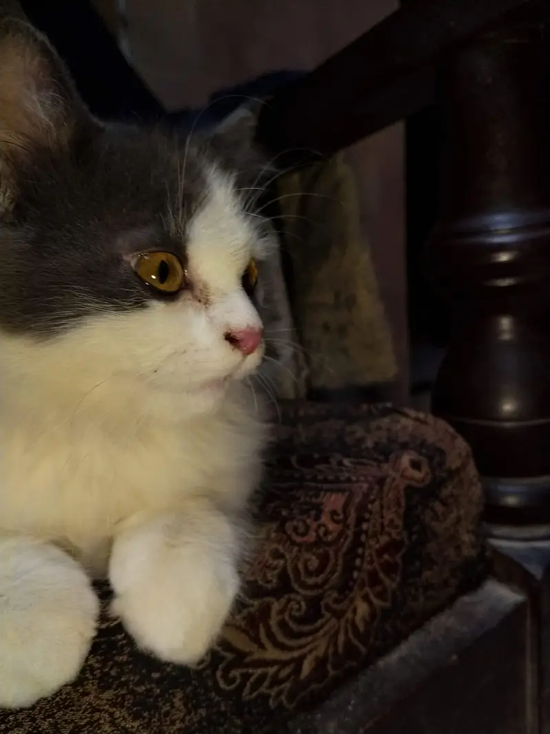 Persian cat that is double coated and white with grayish black,patches — photo 4