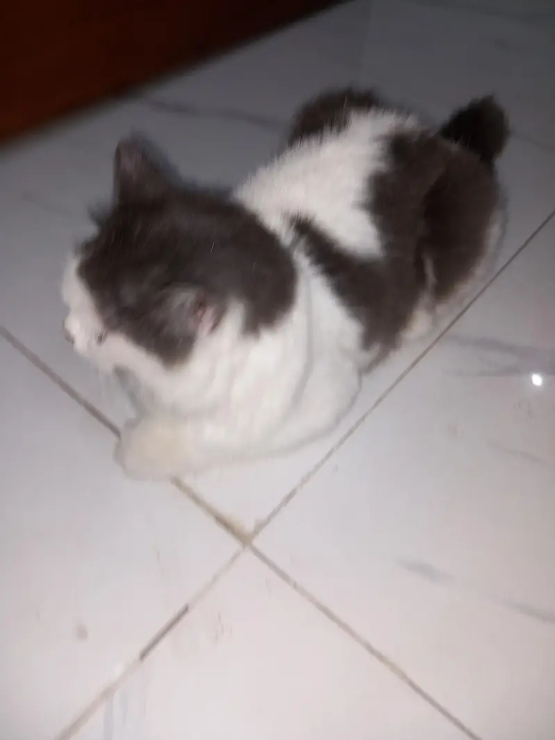 Persian cat that is double coated and white with grayish black,patches — photo 5