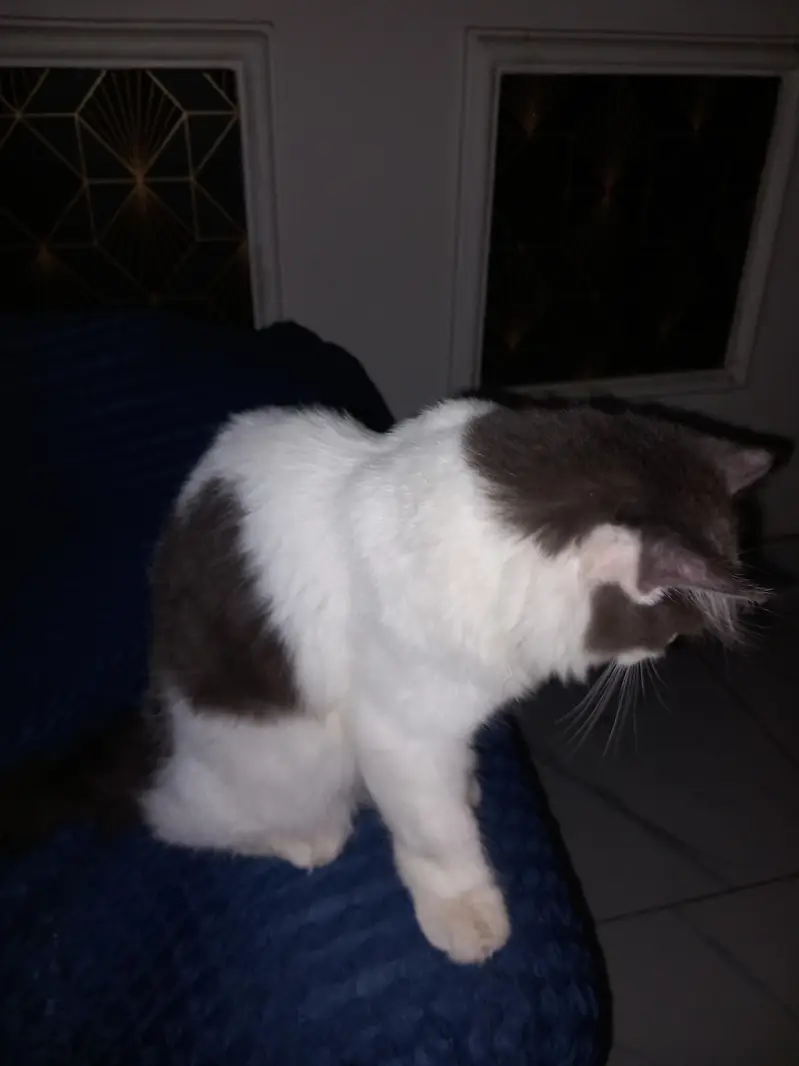 Persian cat that is double coated and white with grayish black,patches — photo 6