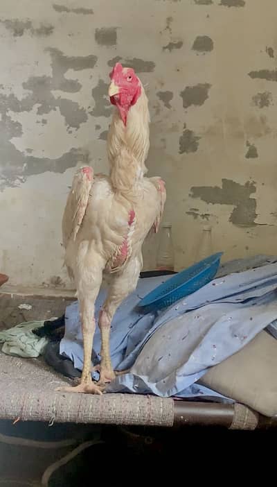 Pure king size shamo 03116134162