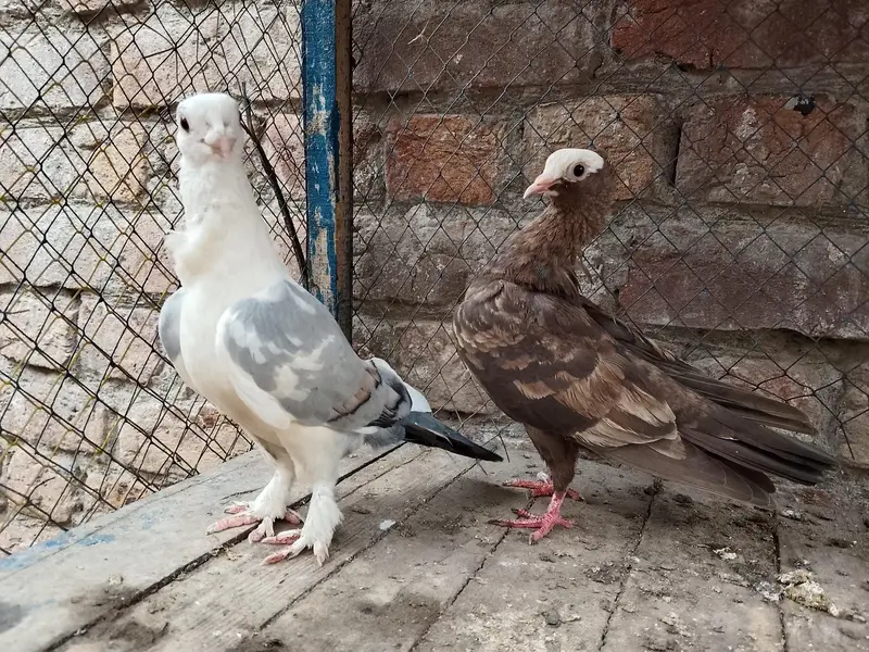 sentinent Breeder pair — photo 2