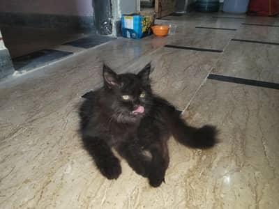 Beautiful Black Persian Kitten | Fluffy | Healthy & Active