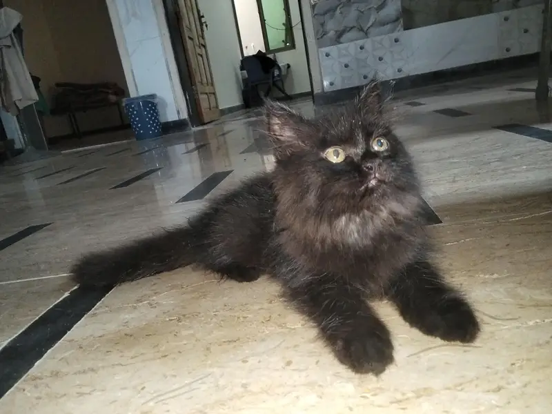 Beautiful Black Persian Kitten | Fluffy | Healthy & Active — photo 2