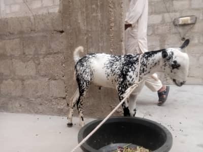 bakri for sale