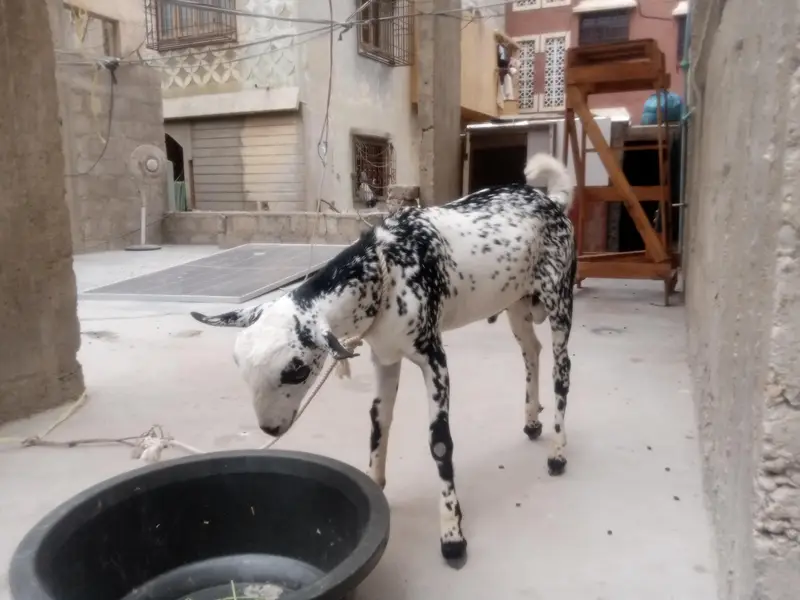 bakri for sale — photo 2