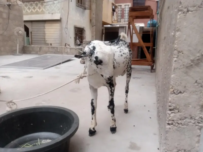 bakri for sale — photo 3
