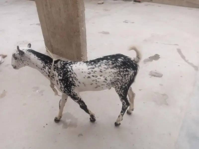 bakri for sale — photo 4