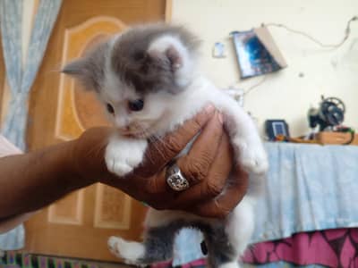 Beautiful White and Grey Fluffy Persian Kitten