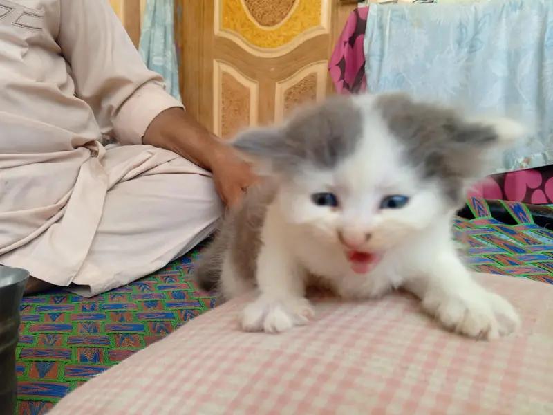 Beautiful White and Grey Fluffy Persian Kitten — photo 2