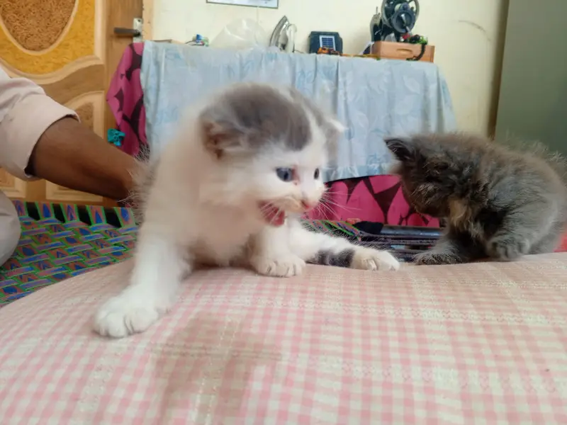 Beautiful White and Grey Fluffy Persian Kitten — photo 3