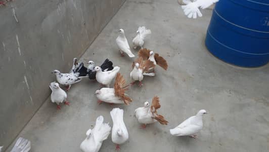 pigeon fo sale
