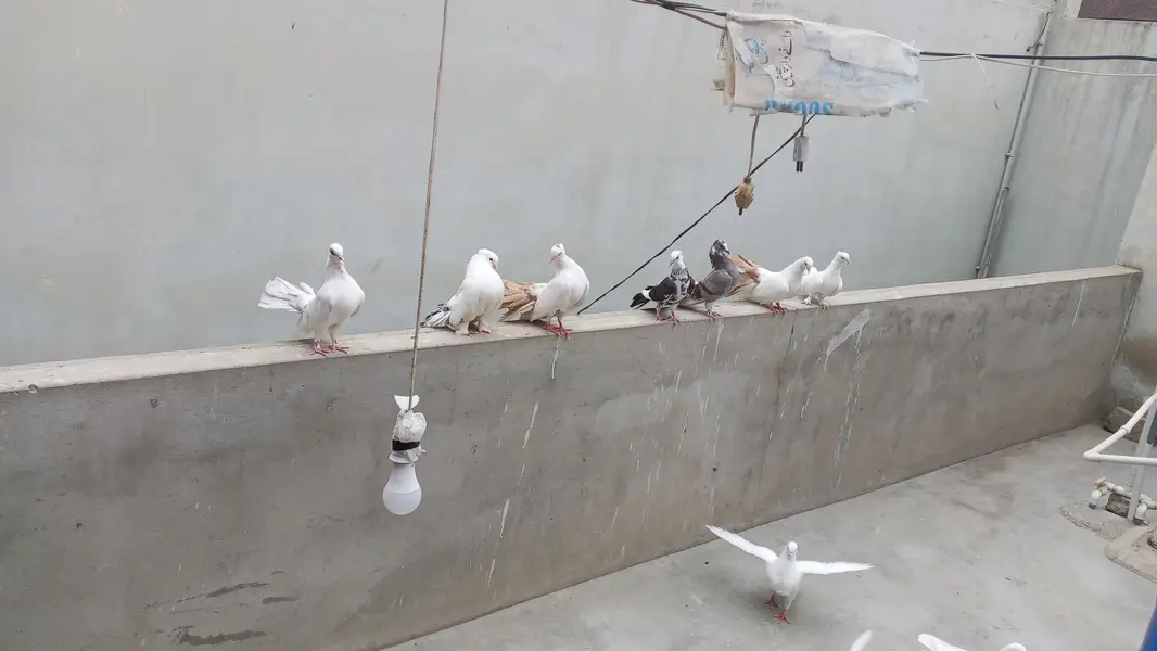 pigeon fo sale — photo 2