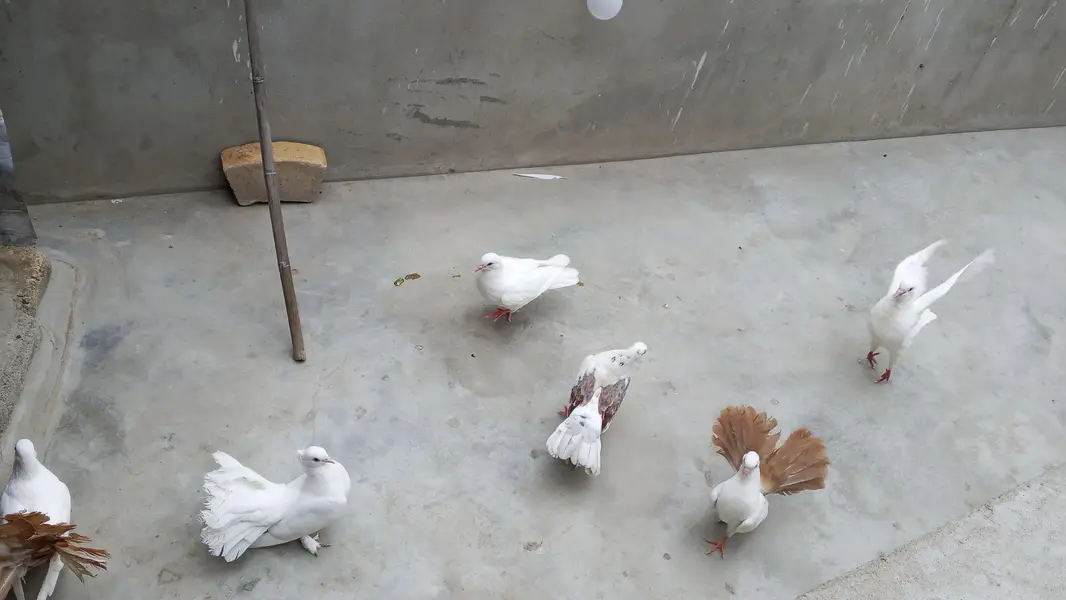 pigeon fo sale — photo 3