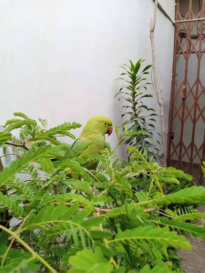 female parrot handtamed