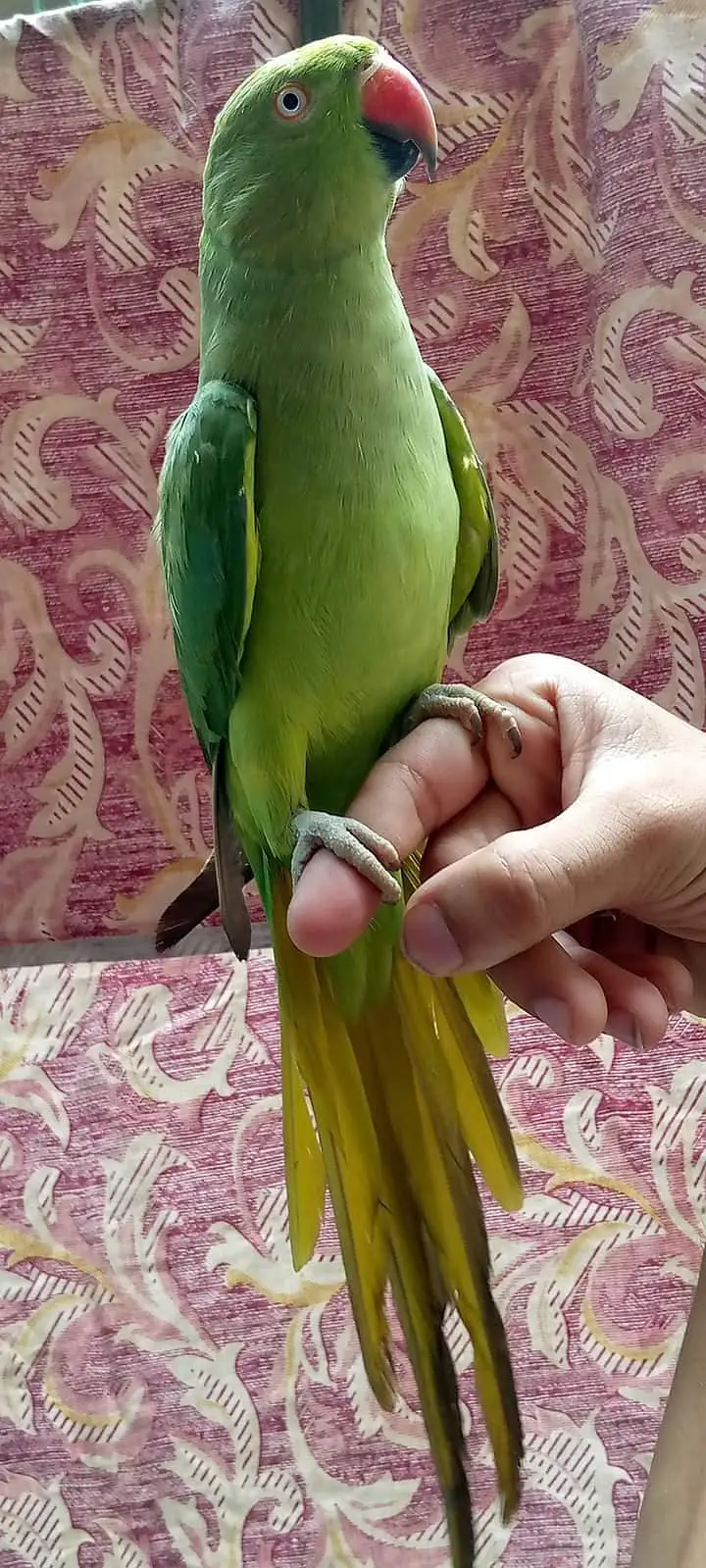 female parrot handtamed — photo 2