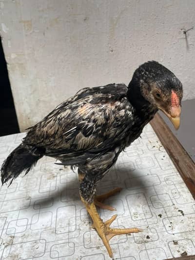 lasani aseel hen with chicks