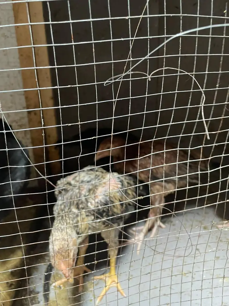 lasani aseel hen with chicks — photo 2