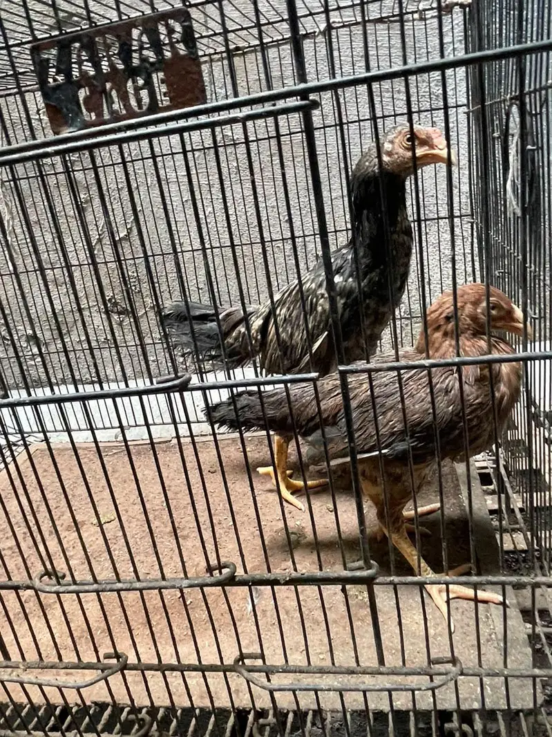 lasani aseel hen with chicks — photo 3