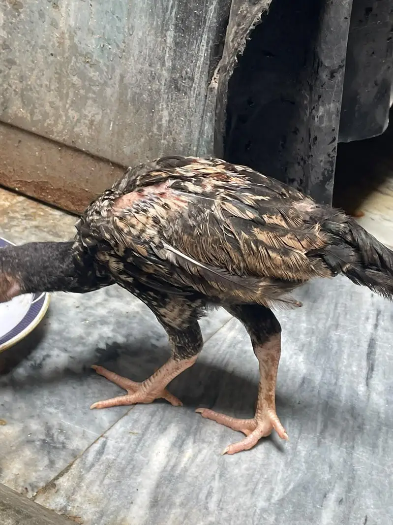 lasani aseel hen with chicks — photo 4