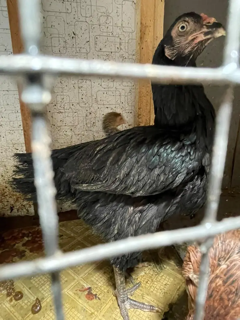 lasani aseel hen with chicks — photo 5