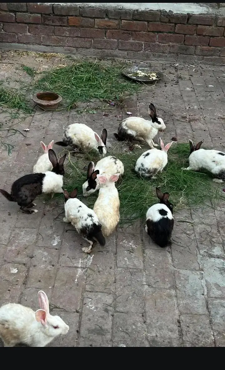 1 male 2 female