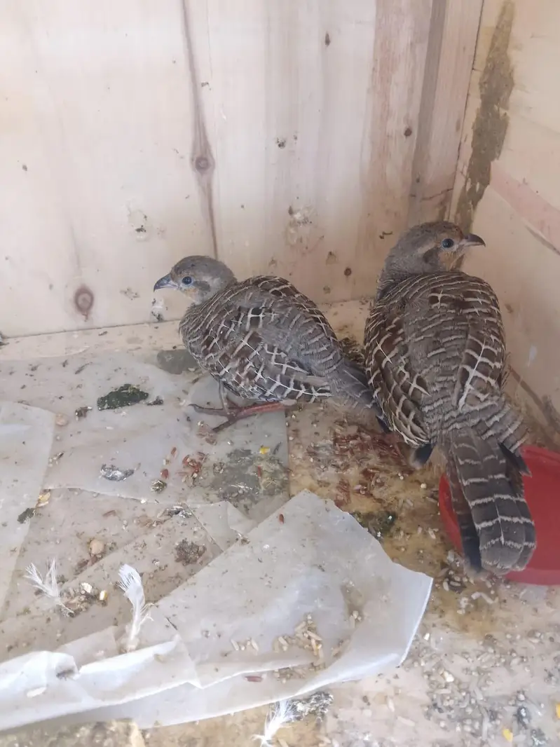 male teeter — photo 2