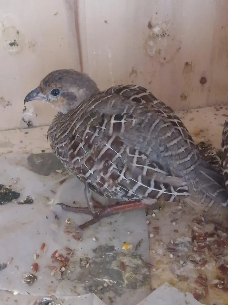 male teeter — photo 3